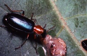 Figure 87. Ground beetle.