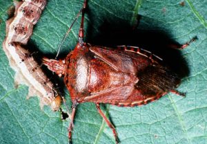 Figure 83. Spined soldier bug.