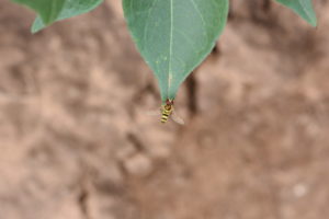 Figure 88. Syrphid fly.