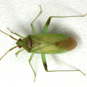 Figure 44. Verde plant bug.