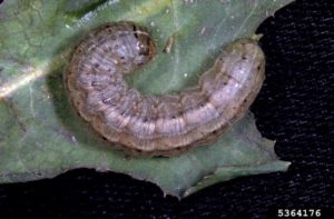 Figure 61. Army cutworm larva