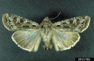 Figure 62. Army cutworm adult