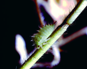 Figure 66. Three-cornered alfalfa hopper nymph