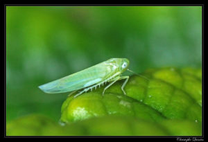 Figure 68. Leafhopper