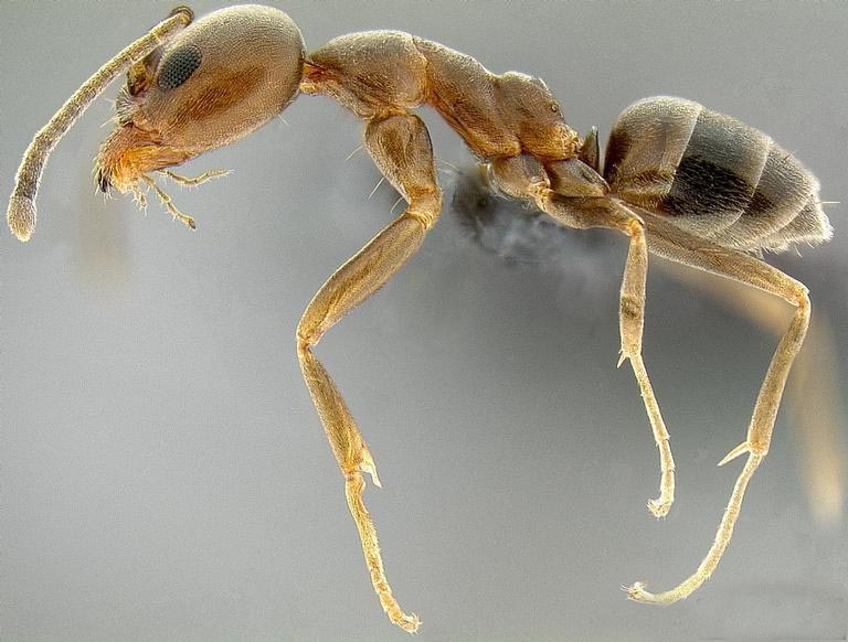 Close up of an Argentine ant. Photo by Eli Sarnat, PIAkey: Invasive Ants of the Pacific Islands, USDA APHIS PPQ, Bugwood.org