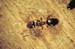 Photo of odorous house ant. 