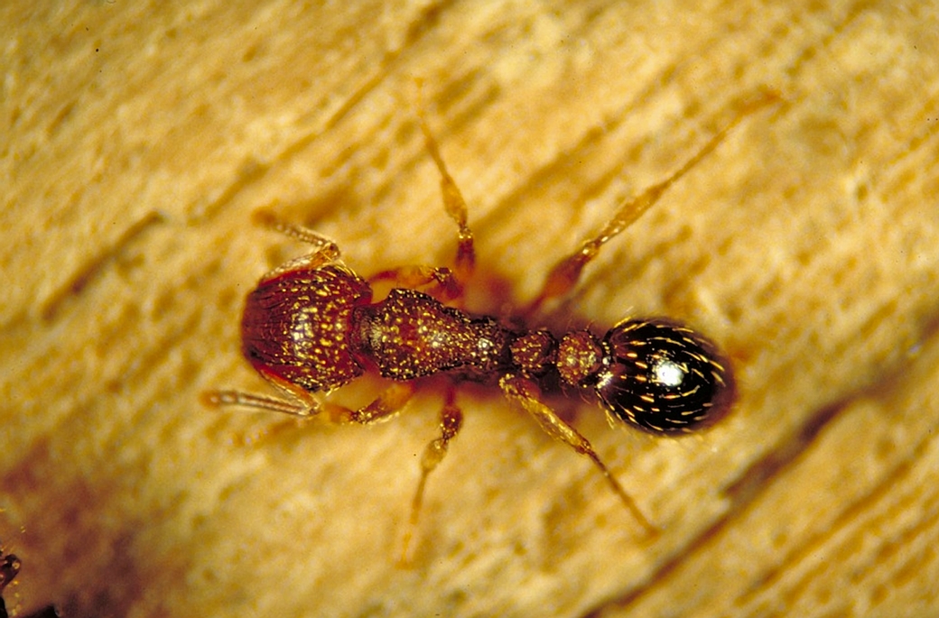 Photo of pavement ant.