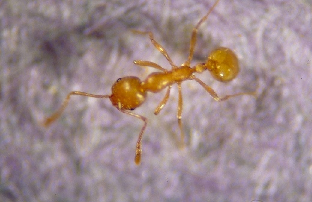 Photo of pharaoh ant.