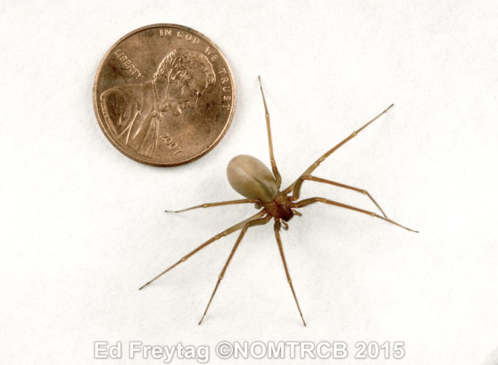 brown recluse spider next to penny