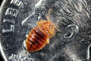 BEd bug on dime