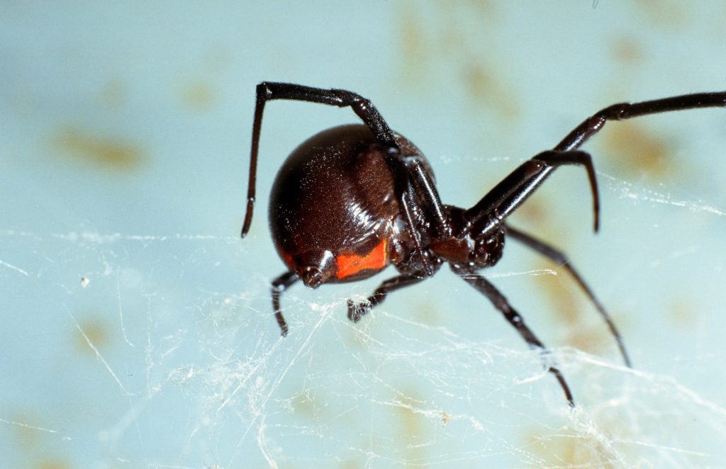 How to Identify Black Widow Spiders, Spider Facts