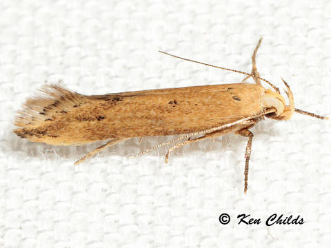 angoumois grain moth
