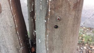 Lady beetles on crapemyrtle