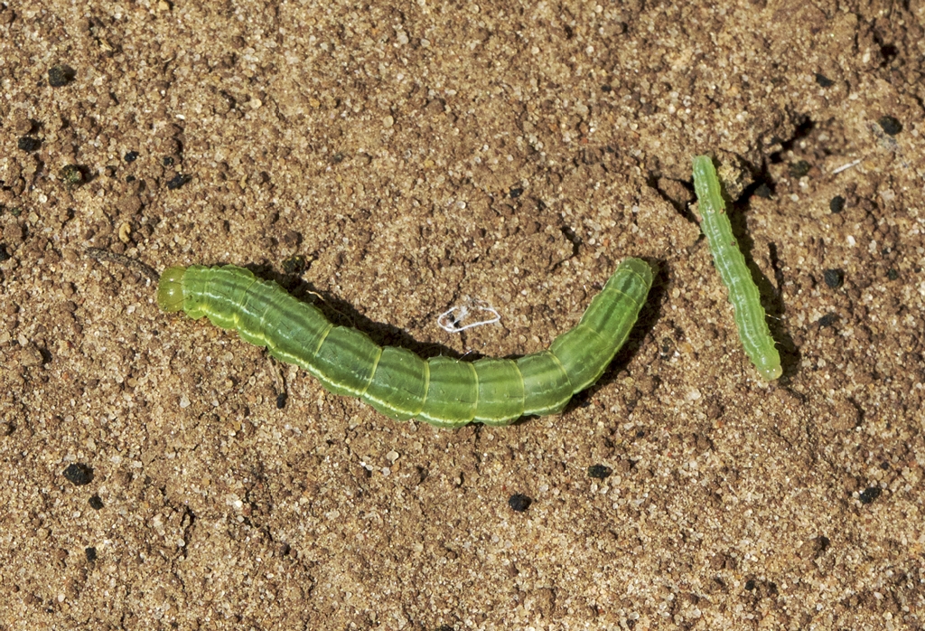 Green cloverworm larvae