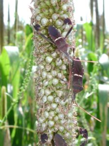 Figure 8. Leptoglossus phyllopus on pearl millet Bill Ree, Texas A&M AgriLife Extension
