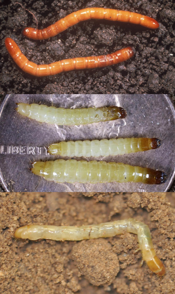 Figure 3. False wireworms (top) and true wireworms
