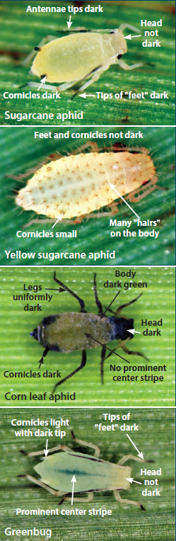 Figure 10. Key characteristics of aphid species that affect grain sorghum