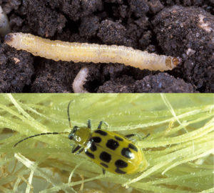 Figure 5. Southern corn rootworm larva (top) and adult