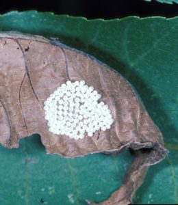 Figure 24. Walnut caterpillar egg mass