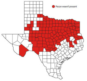 Figure 10. Pecan weevil presence in Texas counties, 2018