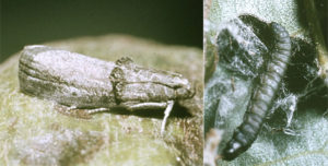 Figure 5 Pecan nut casebearer adult (left) and larva