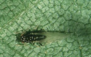 Figure 15. Black pecan aphid adult