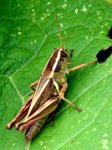Figure 18. Grasshopper and chewing damage