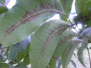 fig 19. Damage by pecan leaf scorch mites by Bill Ree