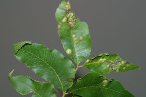 Figure 20. Galls caused by pecan leaf phylloxera