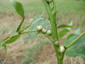 Figure 21. Galls caused by pecan phylloxera