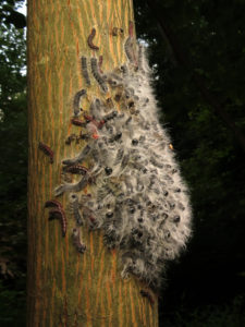 Figure 23. Walnut caterpillars congregating to shed their skins