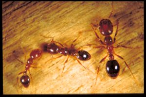 Figure 29. Red imported fire ants. Photo by Bart Drees.