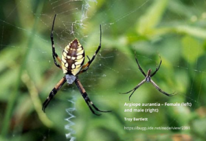 Spider Argyope Lobata in the spider web, hiker observes wasp