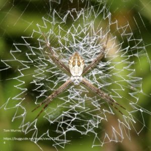 Spider Argyope Lobata in the spider web, hiker observes wasp