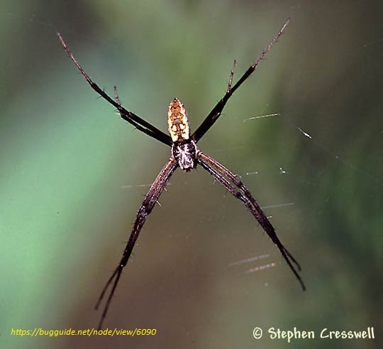 Spider Argyope Lobata in the spider web, hiker observes wasp