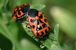 Adult Harlequin bugs mating