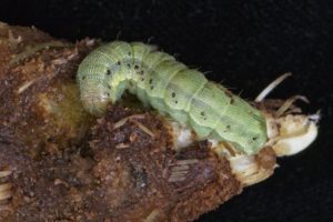 Green form of the corn earworm larva. Patrick Porter