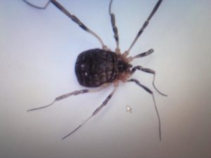 Daddy-long-legs Spider - The Australian Museum