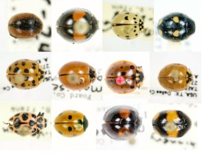 Matrix of lady beetle species.