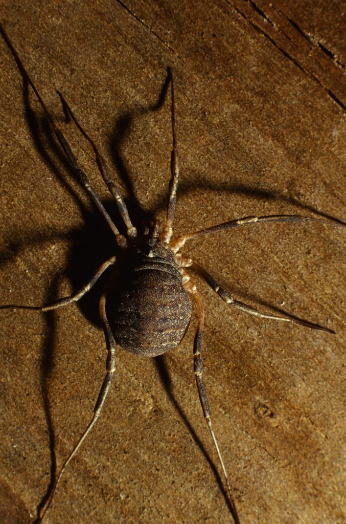 Are daddy-long-legs really the most venomous spider? Here's the