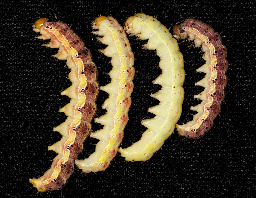 Red and yellow color forms of the corn earworm.