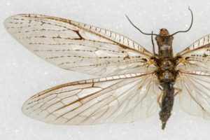 Female dobsonfly adult.