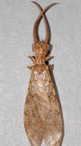 Male dobsonfly adult