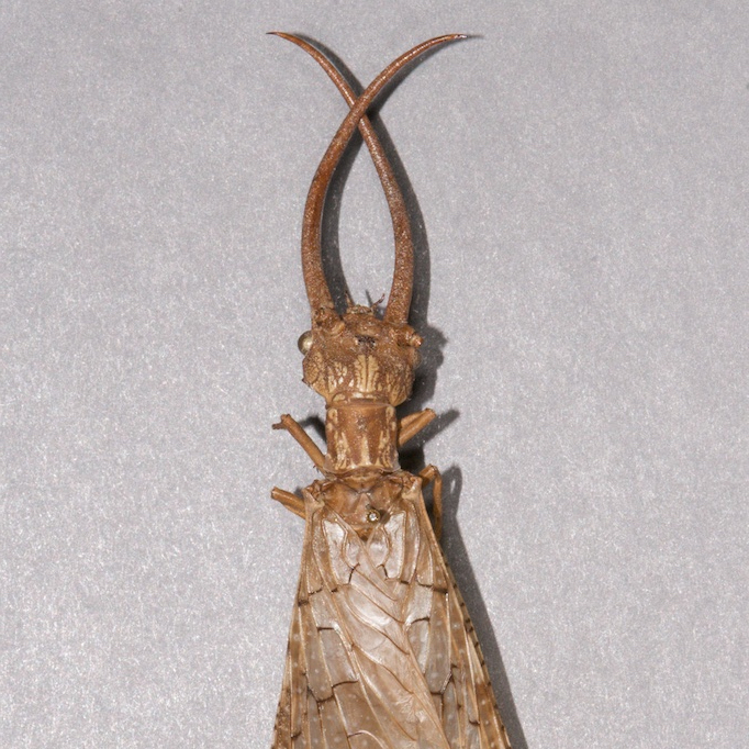 Dobsonfly male with long mandibles.