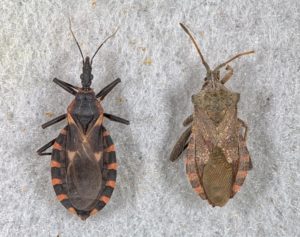 Wider head of non-kissing bug.