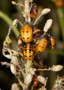 Lady beetle pupae