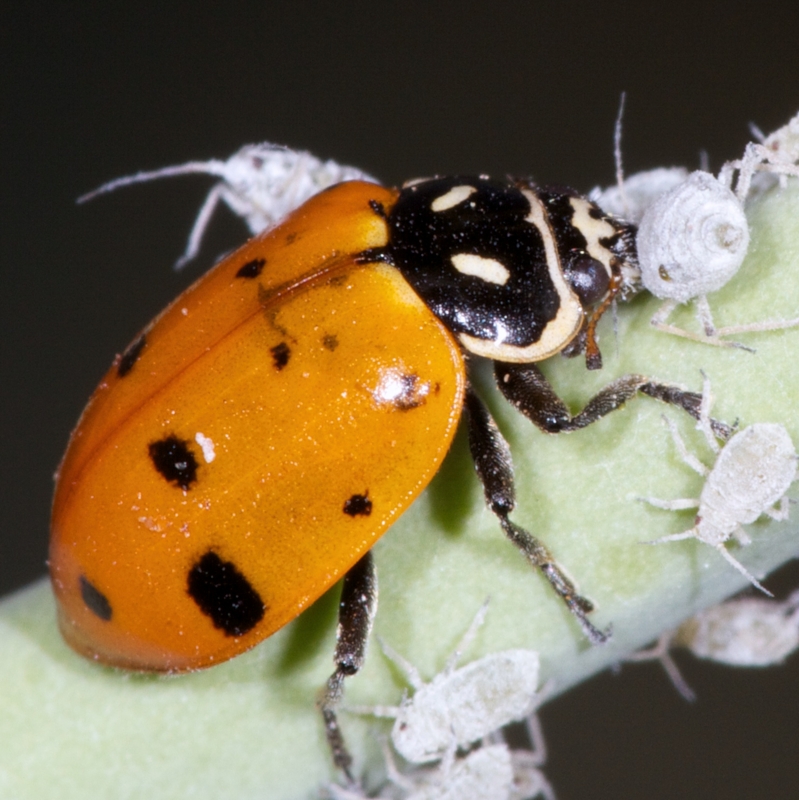 Adult lady beetle eating aphids.