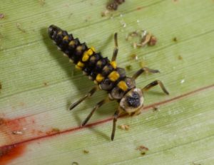 Young lady beetle larva