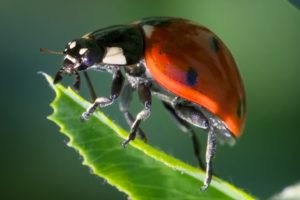 Coccinella septempunctata lady beetle