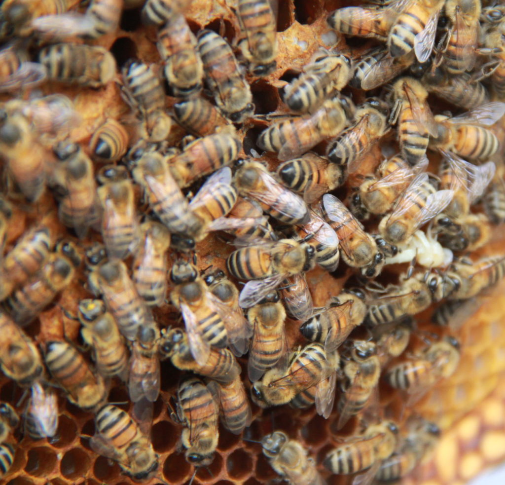 Maryland Today  Today's Honey Bees Live Only Half as Long as '70s…